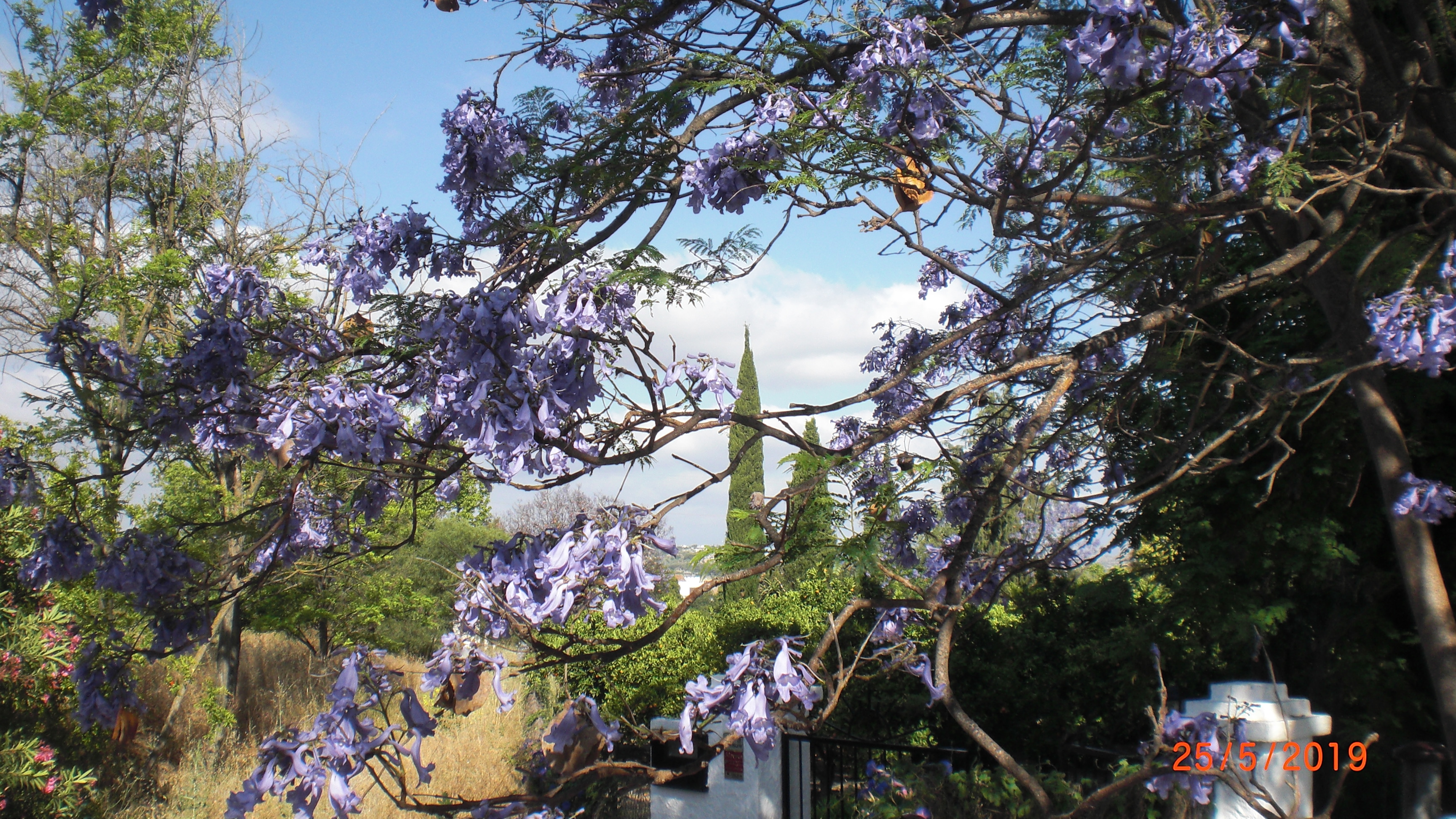 Jacaranda at the entrance