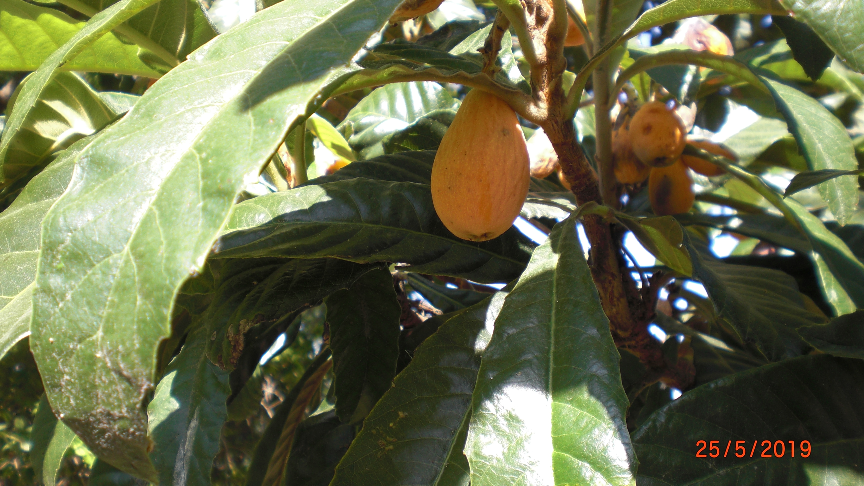 Nispero fruit