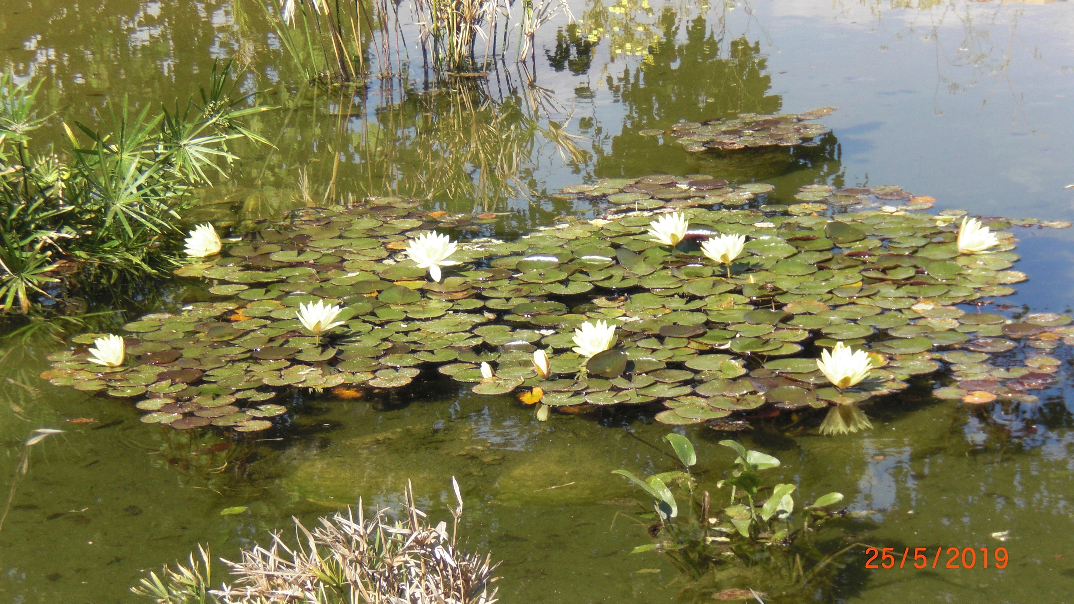 Water Lilies