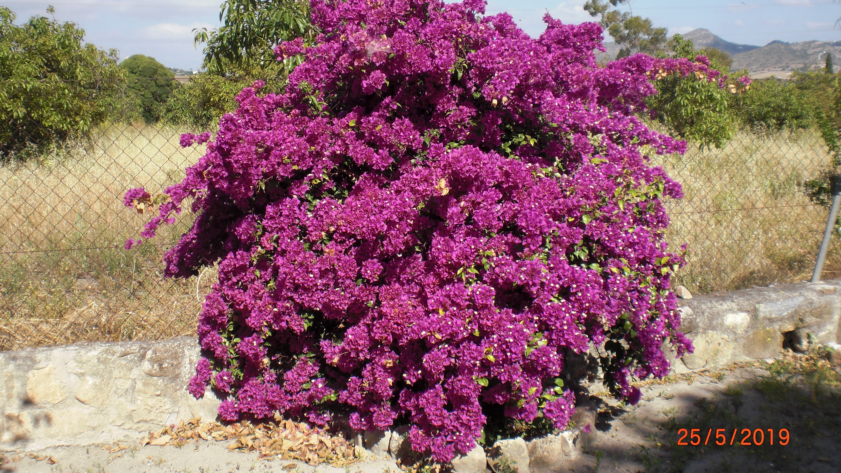 Purple Bougainvillea