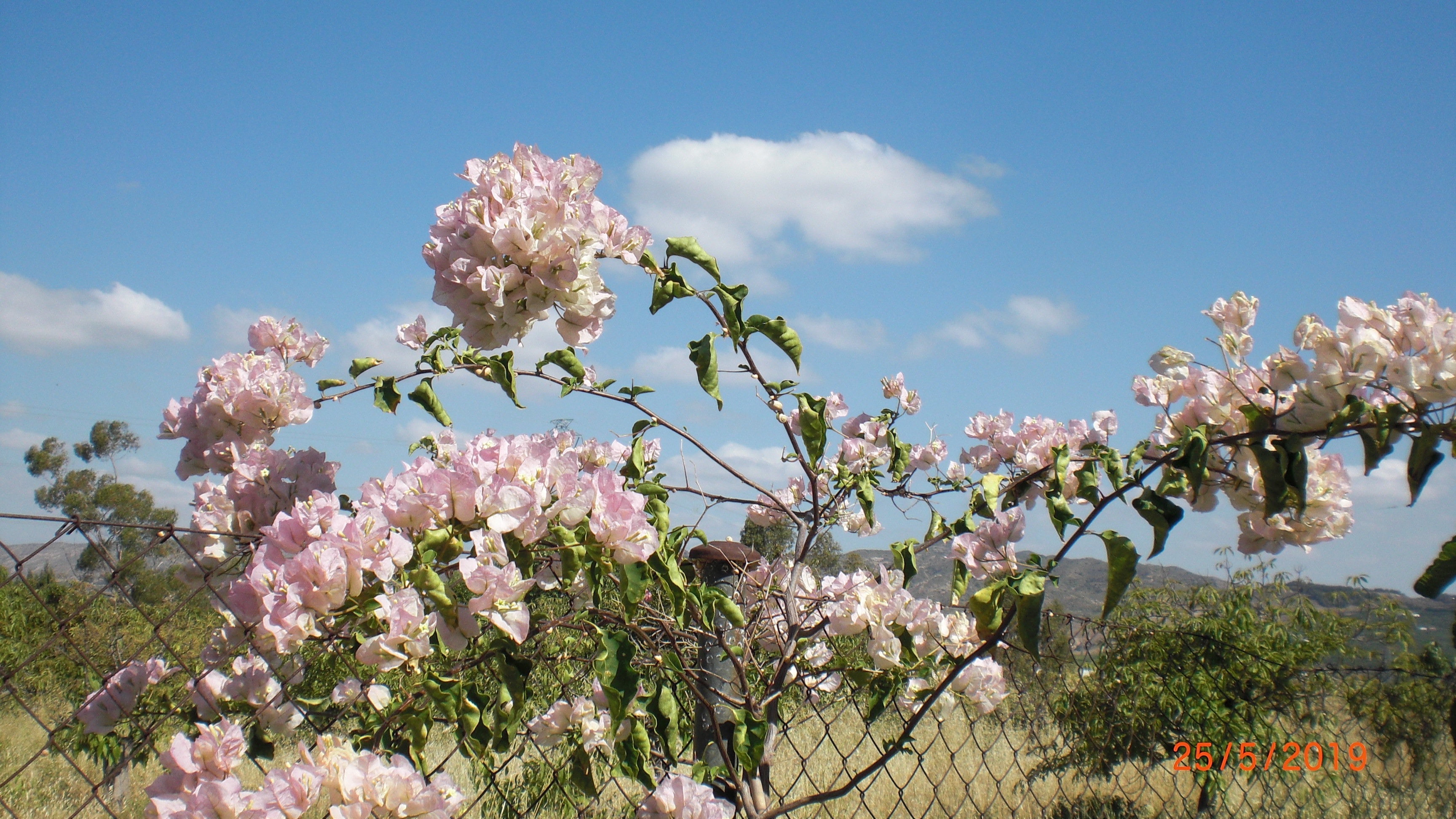 Light pink Boegainvillea