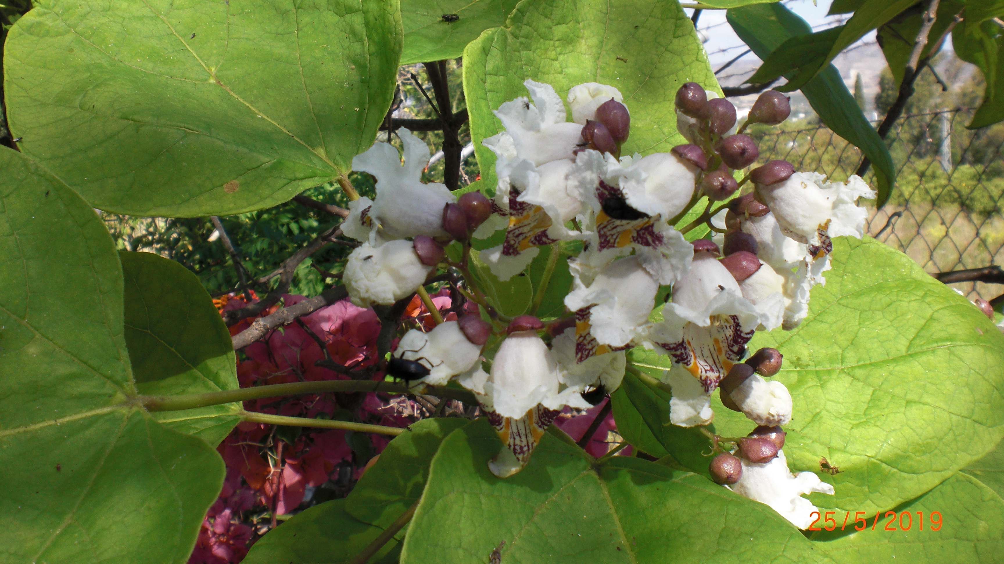 Catalpa Blossom