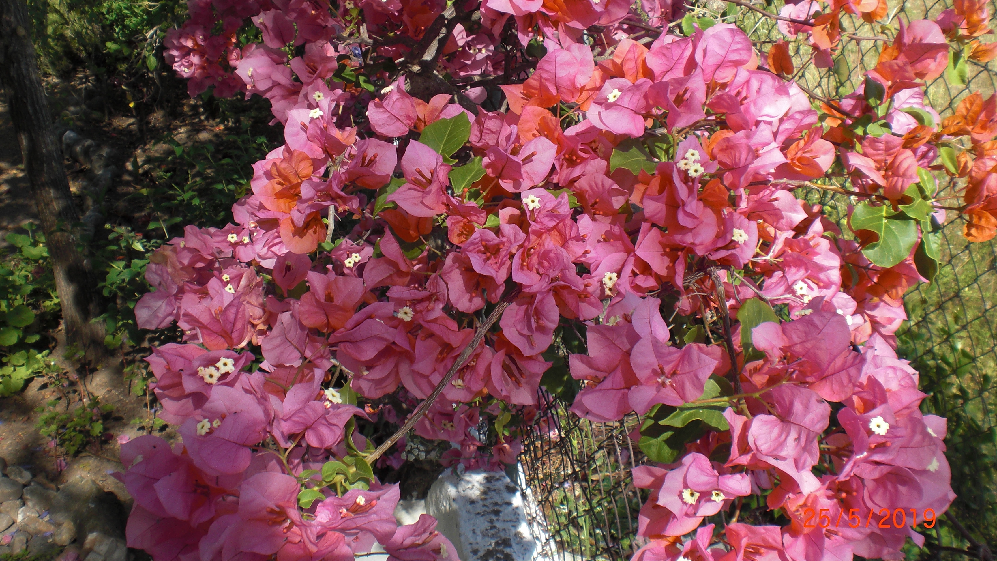 Bougainvillea blossom