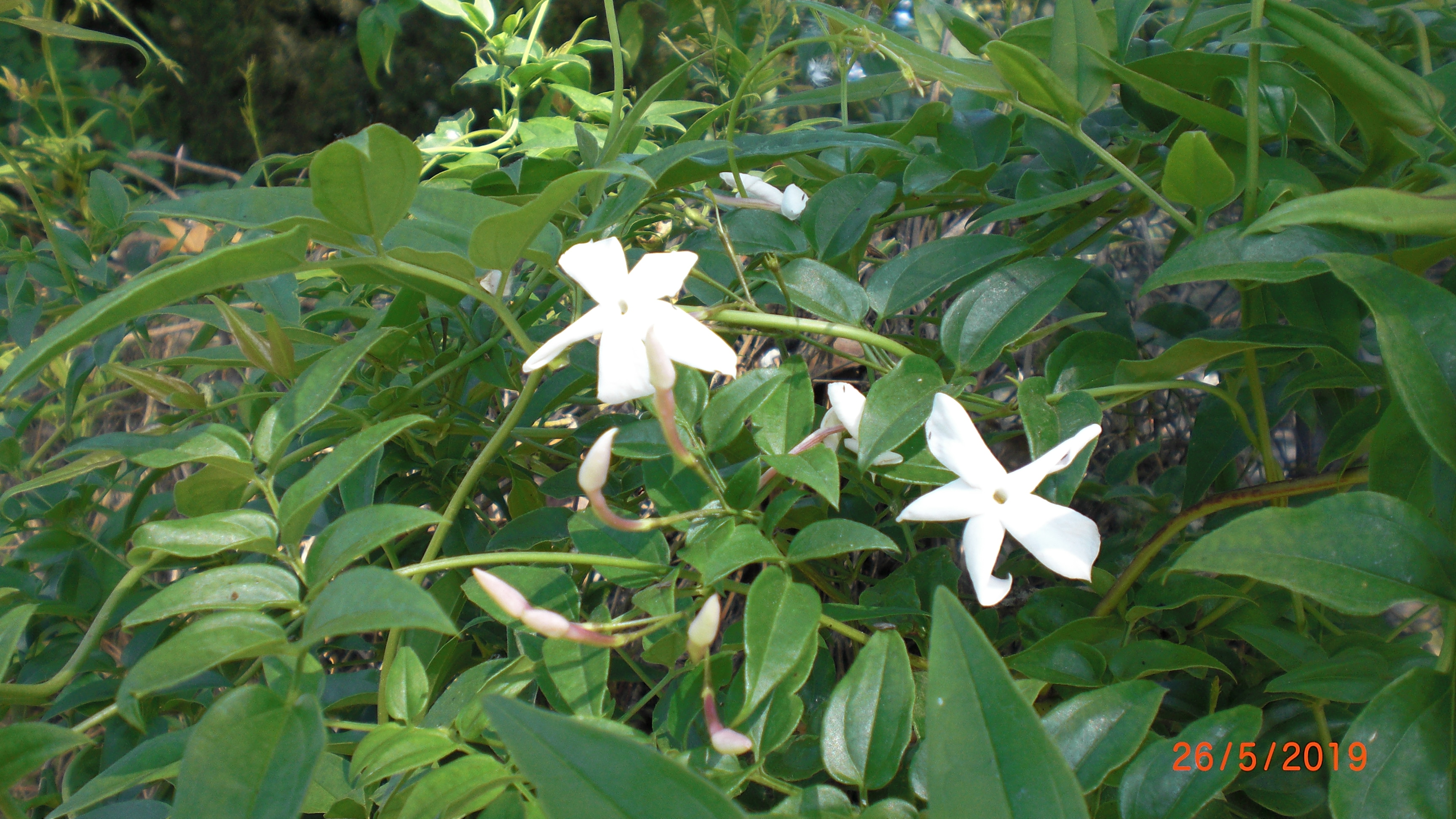 Jasmine flower