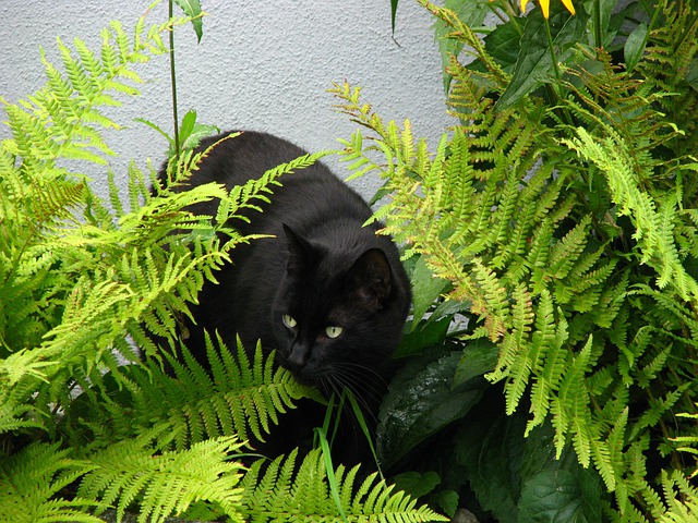 Small black panther (cat)
