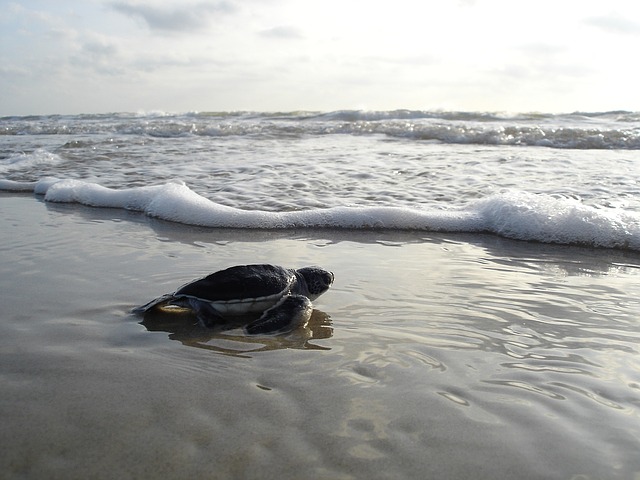 Green-Sea-Turtle