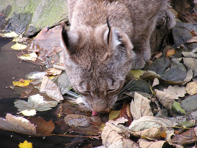 Lynx drinking water