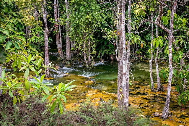 Swamp Area