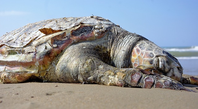 dead sea turtle