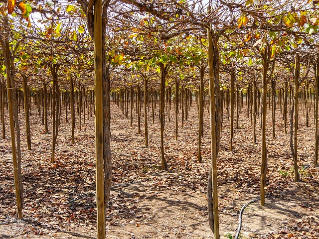 Grapevine with irrigation system