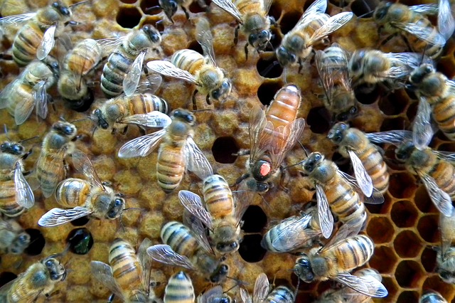Marked Queen Bee