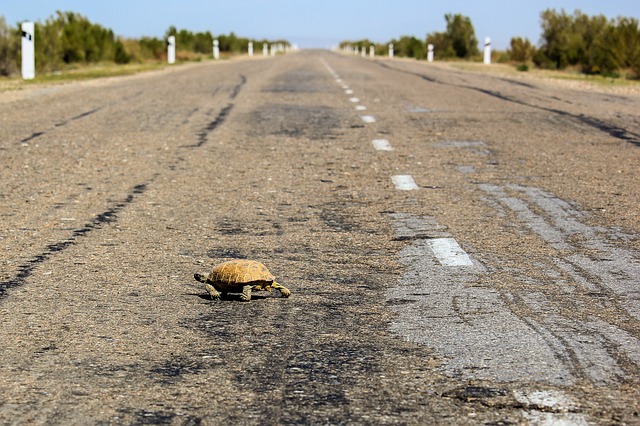 Tortoise crossing the road