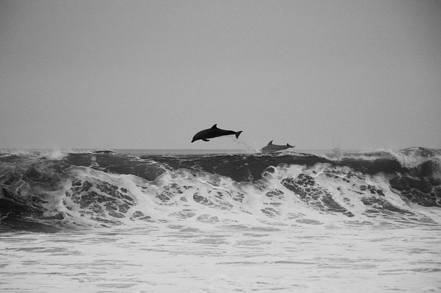 Dolhins in the sea