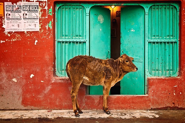 Holy Cow in India