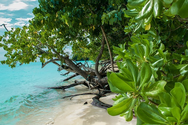 Island with tree roots in the sea