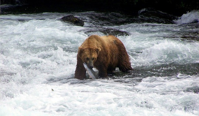Bear and his favorite sport fishing