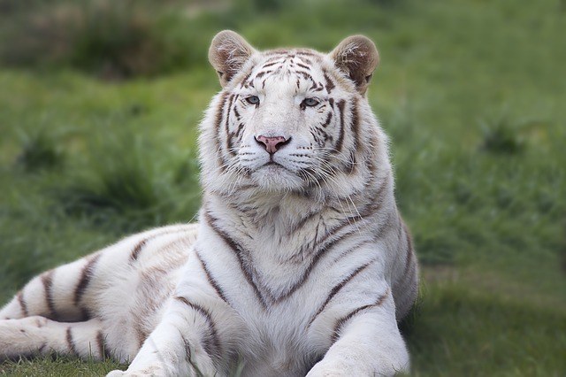 White Bengal Tiger