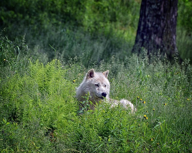 Wolf
